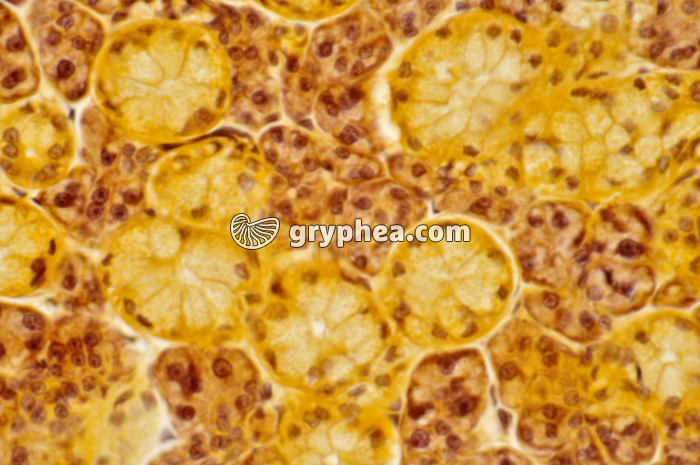 Glande salivaire x160 - gryphea.org